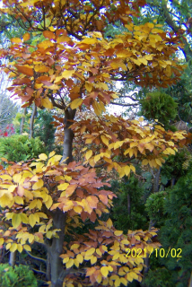 Farebný vakcinovaný bukccinovaný bonsai niwaki iný
