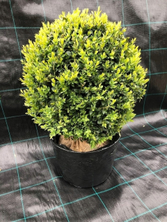 Boxwood Ball 40 cm - Producent Live Boxwood