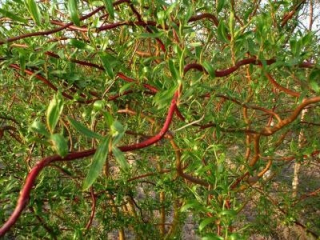 C10 MANDTOURSKA WIERZBA 150 cm. Med