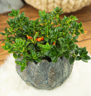 Kissk Potted Plant Nematantus zlatá ryba