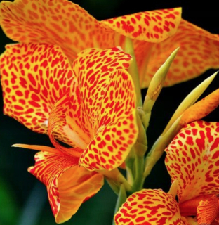 Canna Kanna Paciorerecznik Picasso 3 PCS + ZADARMO
