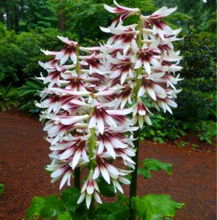Kardiokrinum giganteum Lily Himalájská cibuľa.
