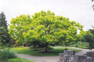 Biele kvety Catalpa Surma 120 cm v hrnci