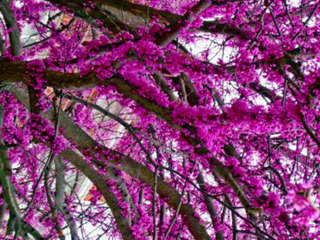 Kanadský judáš Cercis Canadensis