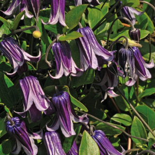 Trvalka clematis rooguchi fialová clematis 1l