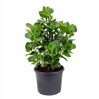 Clusia Rosea princezná Kluzia Pink Height 80 cm