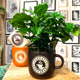 Coffea arabica arabská káva rezná kuchyňa dekorácia