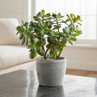 Crassula ovata strom šťastia zelená zelená