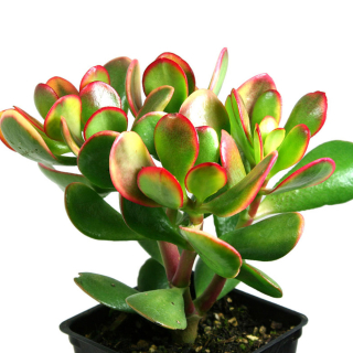 Crassula ovata 'Sunset' Grubosz Strom šťastia