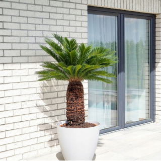 Cycas alebo Sagowiec z Jurassic Park - XL