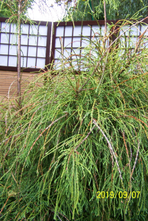 Zelená palmová cypress.