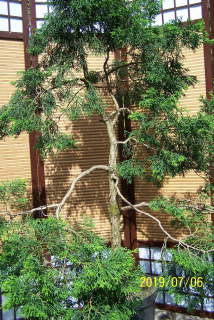 Cypress vakcinovaný bonsai japonská záhrada iná