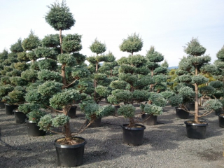 Bulvár Cypress vytvorený na bonsai 60-80 cm