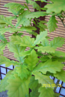 Oak vakcinované trpaslíky, mini mini ďalší