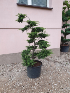 Bonsai strom borievky zelený koberec