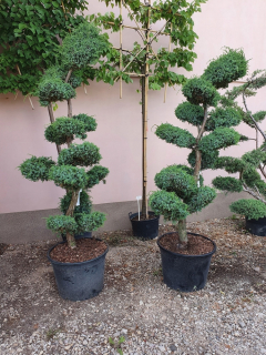 Bonsai jałowiec modré Alpy strom