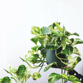 Fenomenálna rastlina Epipremnum
