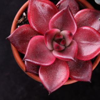 Echeveria taurus -nádherná ružová ružová ružica