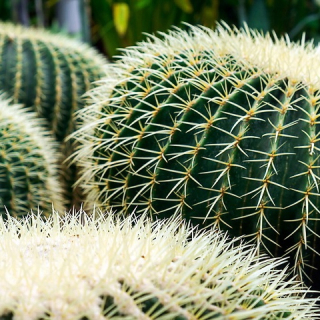 Echinocactus grusonii -kreslo matky -in -law kactus xl