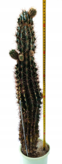 Echinopsis Oxygon asi 25 rokov veľké kvety 20 cm