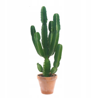 Euphorbia ingens wilczomlecz Jewel of the Desert 100 cm