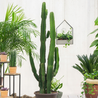 Euphorbia ingens wilczomlecz Jewel of the Desert 165 cm