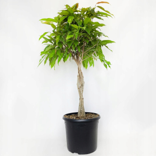 Ficus (ficus) amtel kráľ exotický vzhľad