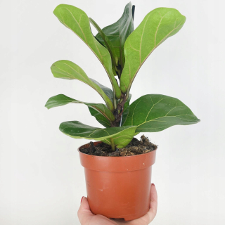 Ficus ficus figowiec Lyrata dubový lirolista