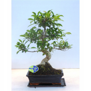 Ficus retus - skvelý exemplár - XL Bonsai Tree