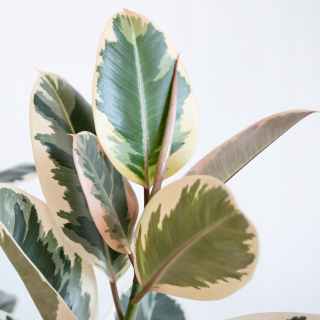 Ficus elastica 'tineke' elastický Obrázok 60 cm