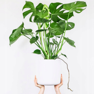 Monstera Filodendron