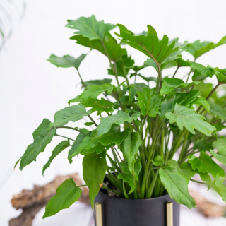 Filodendron „Xanadu“ exotický rozsah XL