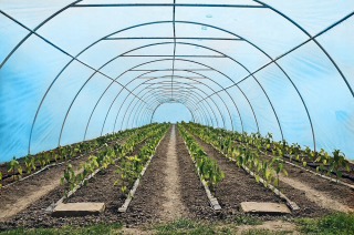 Fóliovník - Blue záhradnícke tunelové fólie UV2 4 m x 6m