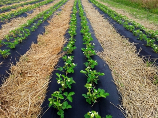 Agrotextília - Mulčovanie jahôd