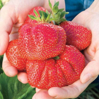 Strawberry Seedlings 10 kusov.