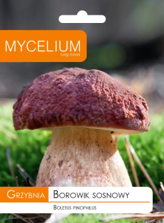 Huby na pestovanie - MYLICA BOROVICE, HUBY LESNÉ HUBY