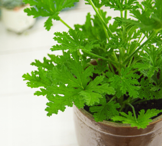 Hojenie geranium - priemerné anginické sadenice