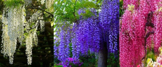 Glycyn Wisteria vakcinovaná výrobca obchodu!