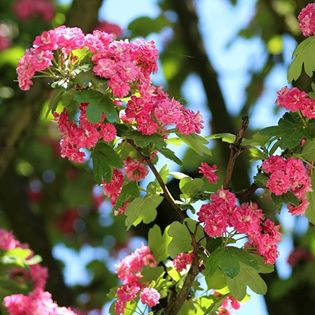 Stredne pokročilý hawthorn 'Paul's Scarlet' - 200 cm