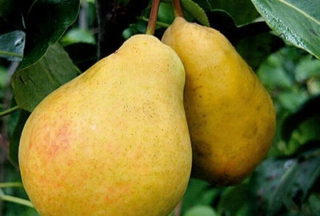 Ukrajinská hruška obrovská 0,5 kg sladké ovocie