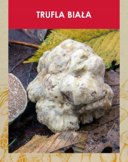 Huby na pestovanie - Mycelium bieleho hľuzovky