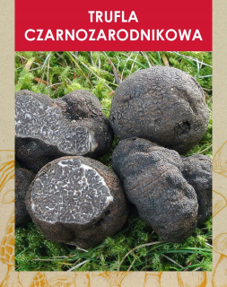 Huby na pestovanie - Mycelium čierneho hľuzovky