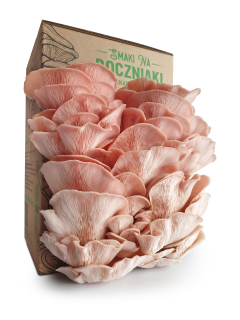 Huby na pestovanie - Sakura Oyster Huby na kultiváciu
