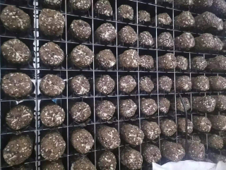 Huby na pestovanie - PODLOŽKA PROTI PRAVINU 0,8m x 100m 90g/m2 UV