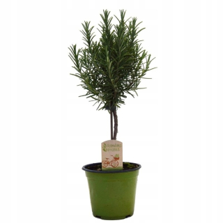 Hit! Rosemary na výške dierovacej pumpy P14: 30-50 cm