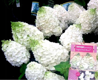 Mont Blanc Hydrangea s tuhými výhonkami