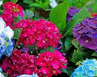 Hydrangea záhradná hortenzia 1,3 l