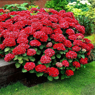 RED BARON GARDEN HORTENSIA ~ SILNÁ ODRODA