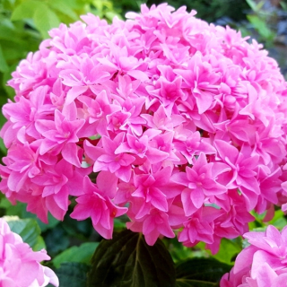 Hortense Perfection ~ Blooms na nové výhonky /c2