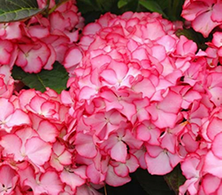 Hydrangea macrophyla Adula Pink Garden Hydrangea